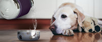 975ml Stainless Steel Travel Water Bottle with Dog Bowl