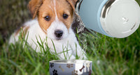 975ml Stainless Steel Travel Water Bottle with Dog Bowl
